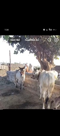 વાછરડા લેવા છે