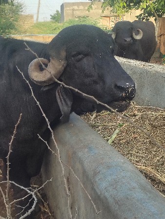 પાડો વેસ્વાની સે