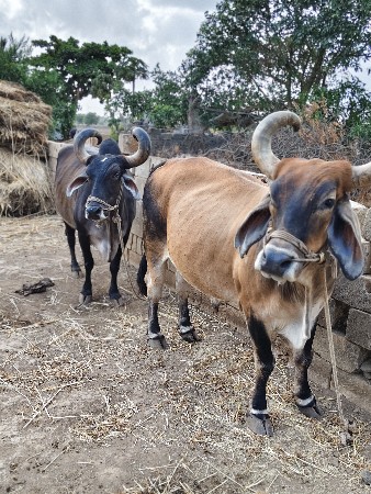 બળદ વેચવના છે