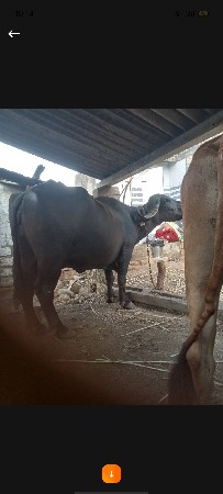 મિલન રબારી