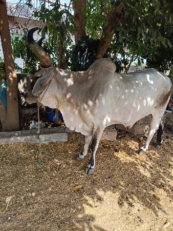 બરદ