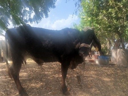 જરસી કૉસ
