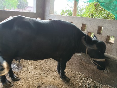 રાજાભાઈ કારાવદરા