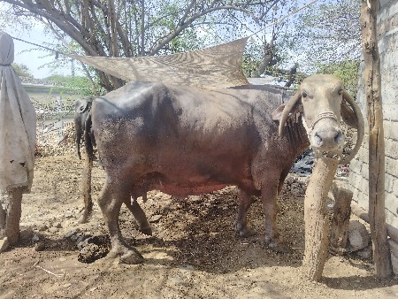 ભેંસ વેચવાની છે