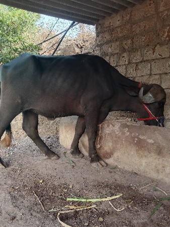 jafrabadi khaday