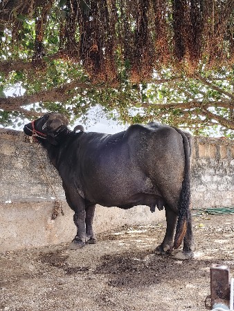 વેચવા ની છે