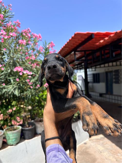 Doberman male dog