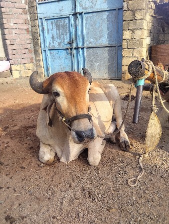 ગોઢલા વેયવાના છે