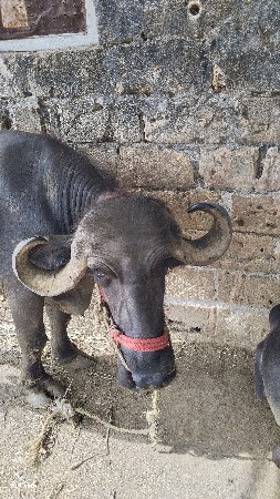 3 hu vetar viyase