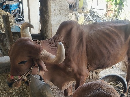 બળધ