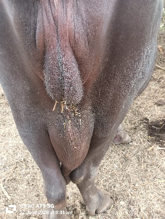ભેંશ વેચવા ની છે