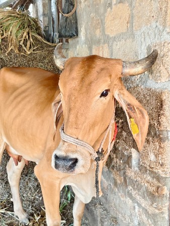 ગાય વેચવાની છે. 2 વેતર છે.