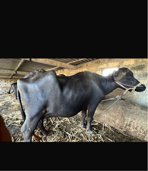 4 વેતરમાં ભેંશ વેચવાની છે