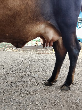 જર્સી ક્રોસ ગાય વેચવાની છે