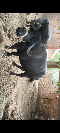 આ ભેંસ વેચવાની છે.