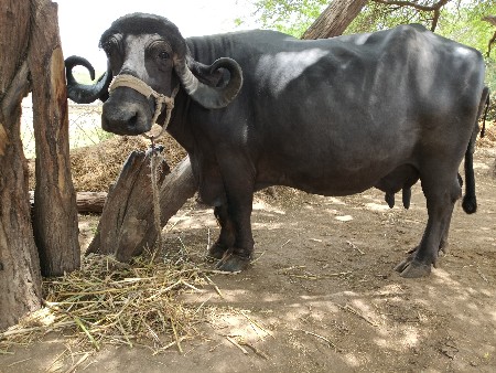 ભેસ વેસવાની છે