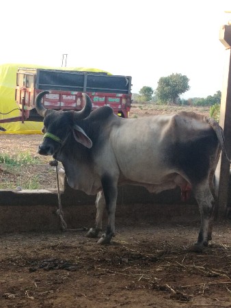 ગાય ત્રીજું વેતર