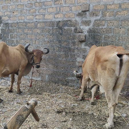 બળદ