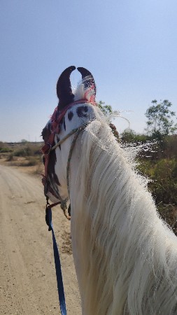 ghoda ghodi