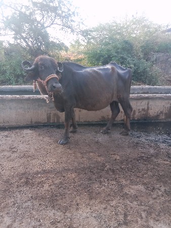 ભેંસ વેચવાની છે