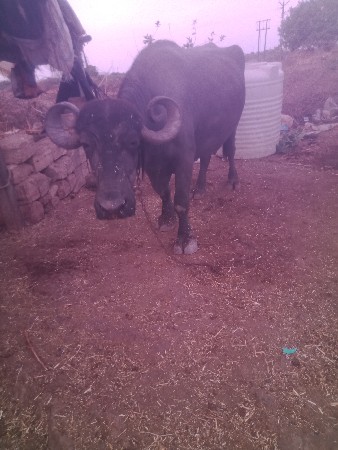 અભપ