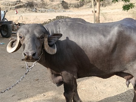 ભેંસ વેચવાની છે જાફરાબાદી