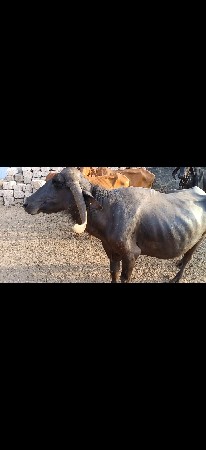 ભેંસ વેસવાની છે.