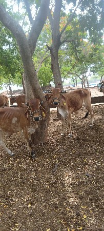 ગોડલા વેચવાના