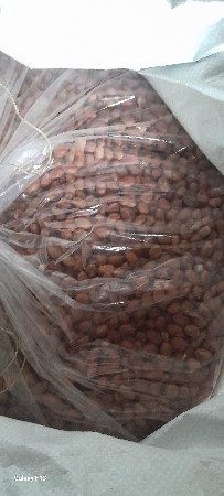 ગિરનાર 4 બિયારણ વેચવાનું