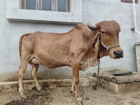 દેશી ગાય