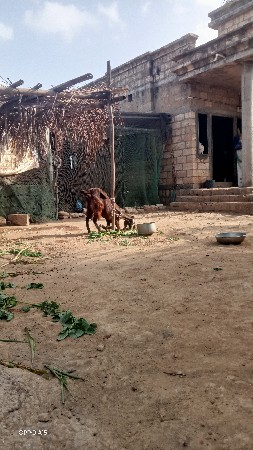 બકરી વેચવાની છે