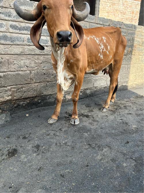 ગાય મફત આપવાની છે