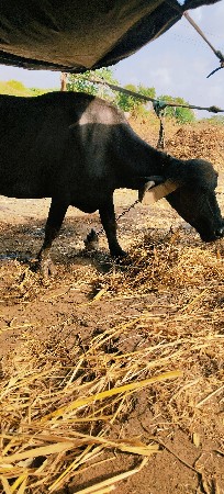ભેંસ વેચવાની છે વેચવાની છે