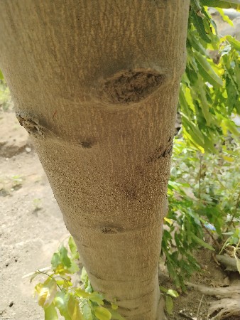વડલો