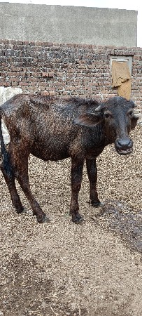 3 PADI vechvani che Sara Vela ni