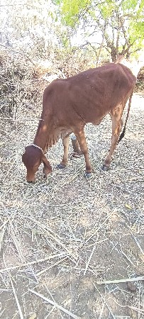 a gir odki vechavani che