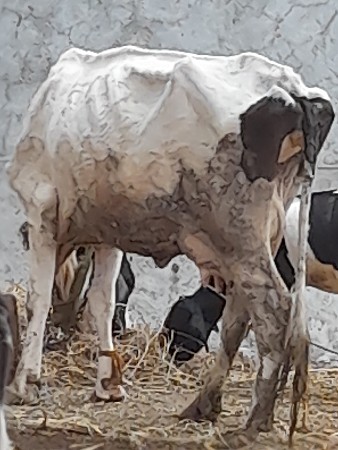 ગાય વેચવાની છે