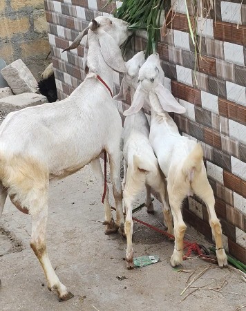 પતિરી બકરી