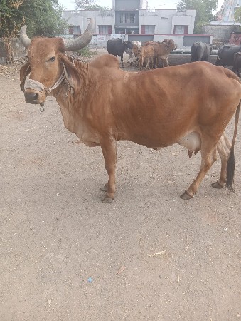 ગાય વેસવાની છે