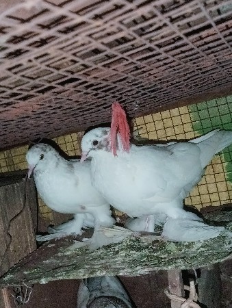 કબૂતર