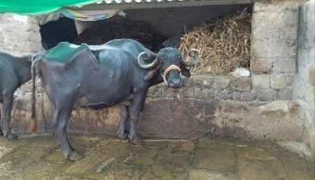 ભેંસ વેચવાની છે....
