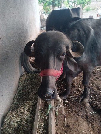 ખડેલી વેચવાની સે