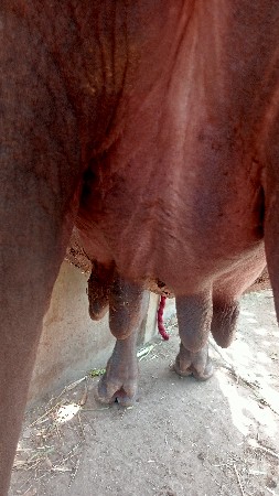 ખડેલિ વેચવાની છે