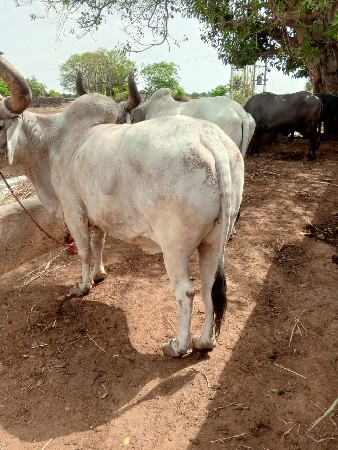 બળદું વેચવાના છે