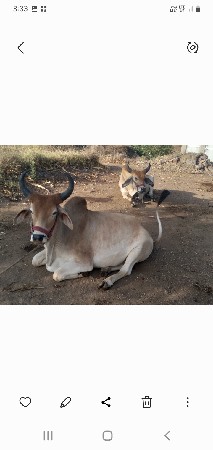 ગોઢલા વહેંચવા ના છે.