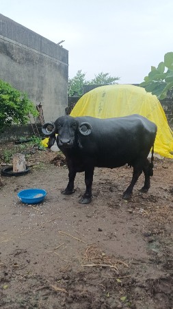 ભેંસ વેચવાની છે