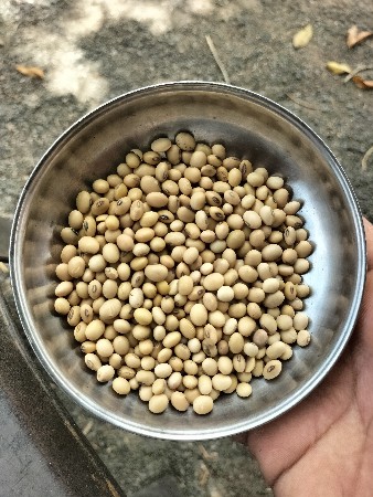 સોયાબીન બિયારણ
