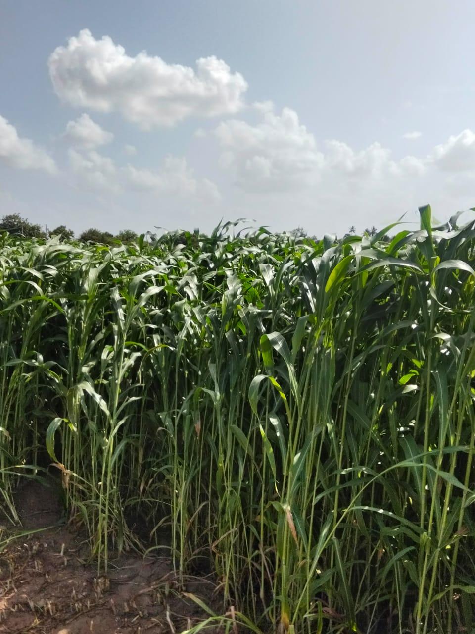 જુવારનો ચારો વેચવાનો છે
