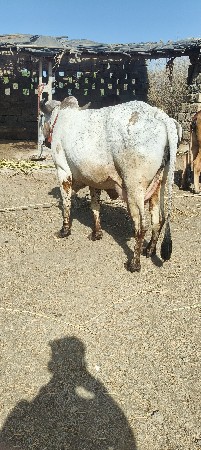 ગાય વેચવાની છે