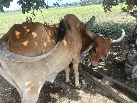 બળદ વેચવાનો છે
